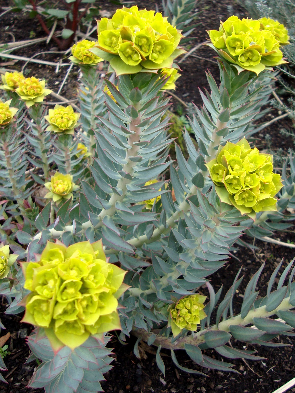 Молочай жёсткий (Euphorbia rigida)